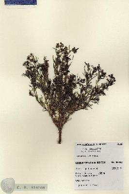 URN_catalog_HBHinton_herbarium_28452.jpg.jpg
