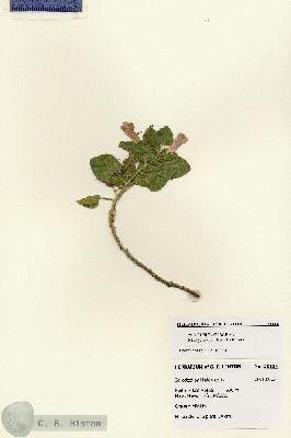 URN_catalog_HBHinton_herbarium_28414.jpg.jpg