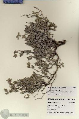 URN_catalog_HBHinton_herbarium_28415.jpg.jpg