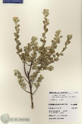 URN_catalog_HBHinton_herbarium_28416.jpg.jpg