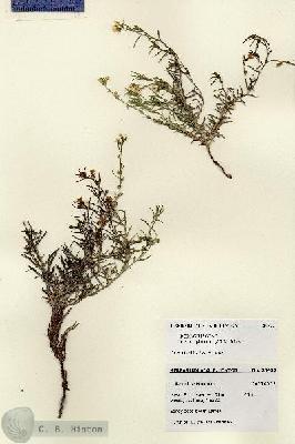 URN_catalog_HBHinton_herbarium_28432.jpg.jpg