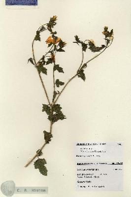 URN_catalog_HBHinton_herbarium_28457.jpg.jpg