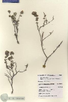 URN_catalog_HBHinton_herbarium_28441.jpg.jpg