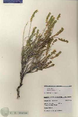 URN_catalog_HBHinton_herbarium_28459.jpg.jpg