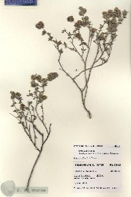 URN_catalog_HBHinton_herbarium_28442.jpg.jpg
