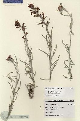 URN_catalog_HBHinton_herbarium_28448.jpg.jpg