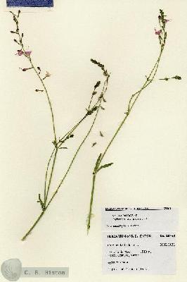 URN_catalog_HBHinton_herbarium_28464.jpg.jpg