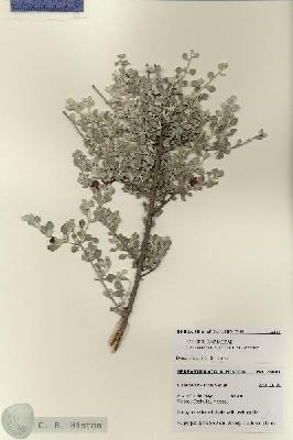 URN_catalog_HBHinton_herbarium_28481.jpg.jpg