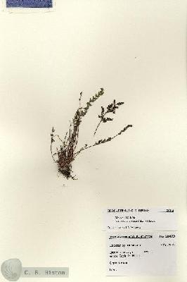URN_catalog_HBHinton_herbarium_28473.jpg.jpg