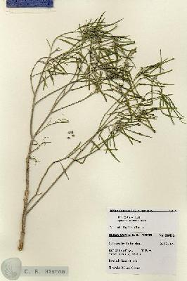 URN_catalog_HBHinton_herbarium_28475.jpg.jpg