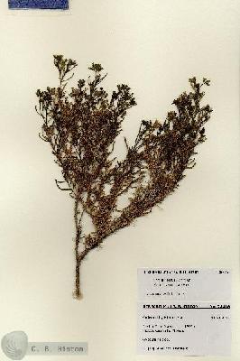 URN_catalog_HBHinton_herbarium_28486.jpg.jpg