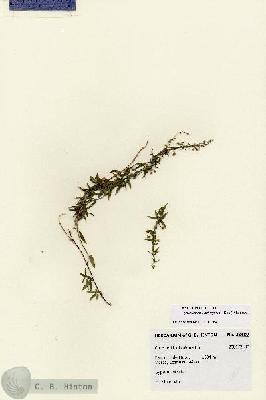 URN_catalog_HBHinton_herbarium_28489.jpg.jpg