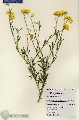URN_catalog_HBHinton_herbarium_28499.jpg.jpg