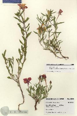 URN_catalog_HBHinton_herbarium_28505.jpg.jpg