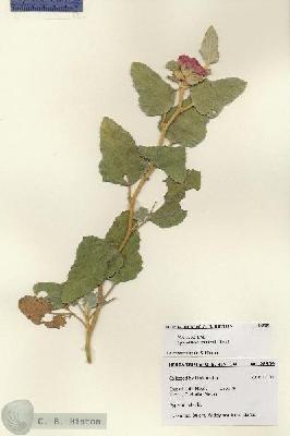 URN_catalog_HBHinton_herbarium_28509.jpg.jpg