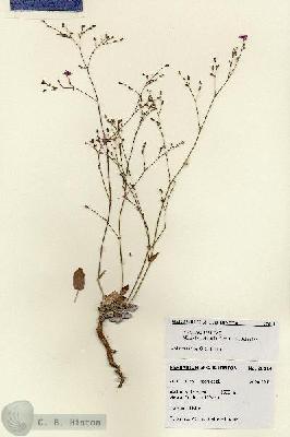 URN_catalog_HBHinton_herbarium_28514.jpg.jpg
