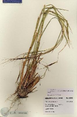 URN_catalog_HBHinton_herbarium_28515.jpg.jpg
