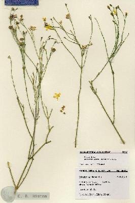 URN_catalog_HBHinton_herbarium_28517.jpg.jpg