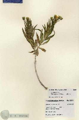 URN_catalog_HBHinton_herbarium_28526.jpg.jpg