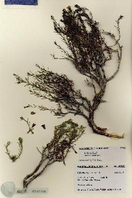 URN_catalog_HBHinton_herbarium_28529.jpg.jpg