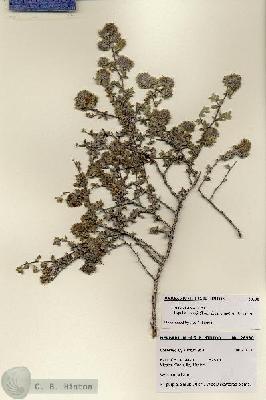 URN_catalog_HBHinton_herbarium_28530.jpg.jpg
