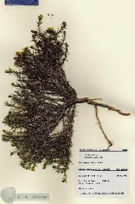 URN_catalog_HBHinton_herbarium_28535.jpg.jpg