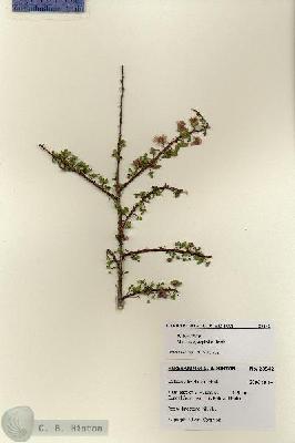 URN_catalog_HBHinton_herbarium_28542.jpg.jpg