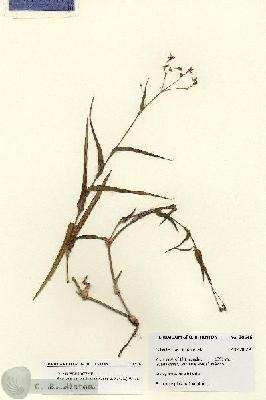 URN_catalog_HBHinton_herbarium_28546.jpg.jpg