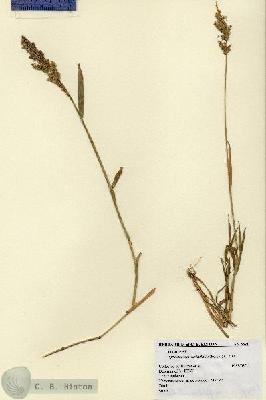 URN_catalog_HBHinton_herbarium_3521.jpg.jpg