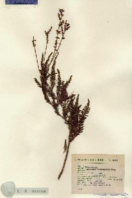 URN_catalog_HBHinton_herbarium_3232.jpg.jpg