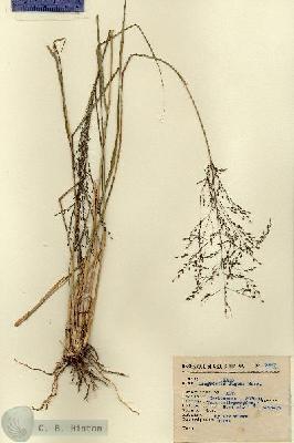 URN_catalog_HBHinton_herbarium_3537.jpg.jpg