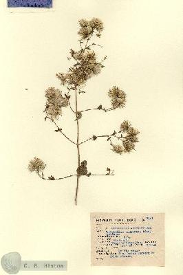 URN_catalog_HBHinton_herbarium_3351.jpg.jpg