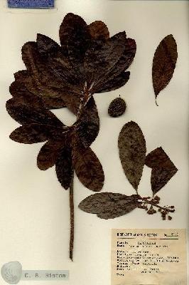 URN_catalog_HBHinton_herbarium_4145.jpg.jpg