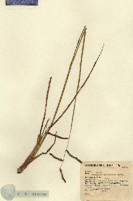 URN_catalog_HBHinton_herbarium_4005.jpg.jpg