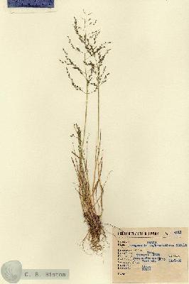 URN_catalog_HBHinton_herbarium_4211.jpg.jpg