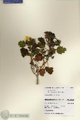 URN_catalog_HBHinton_herbarium_28628.jpg.jpg