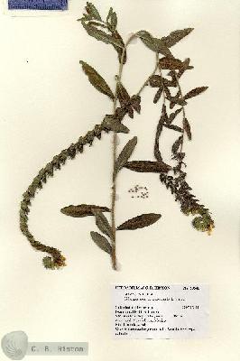 URN_catalog_HBHinton_herbarium_28641.jpg.jpg