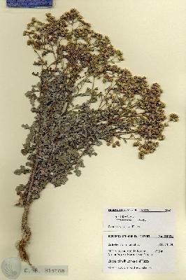 URN_catalog_HBHinton_herbarium_28654.jpg.jpg