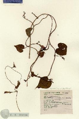 URN_catalog_HBHinton_herbarium_4991.jpg.jpg