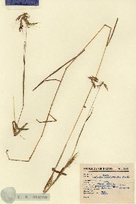 URN_catalog_HBHinton_herbarium_5015.jpg.jpg