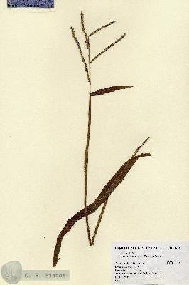 URN_catalog_HBHinton_herbarium_5206.jpg.jpg