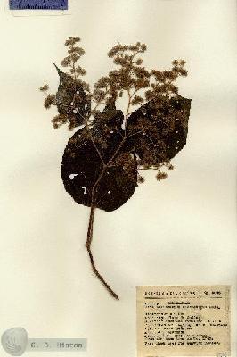 URN_catalog_HBHinton_herbarium_5045.jpg.jpg