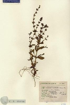URN_catalog_HBHinton_herbarium_5484.jpg.jpg