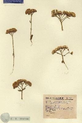 URN_catalog_HBHinton_herbarium_509.jpg.jpg
