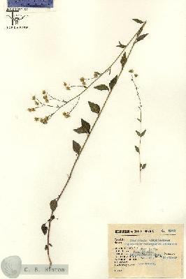 URN_catalog_HBHinton_herbarium_5243.jpg.jpg