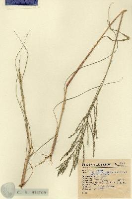 URN_catalog_HBHinton_herbarium_5543.jpg.jpg