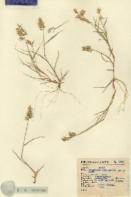 URN_catalog_HBHinton_herbarium_5990.jpg.jpg