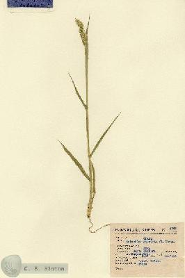 URN_catalog_HBHinton_herbarium_5648.jpg.jpg