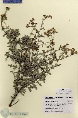 URN_catalog_HBHinton_herbarium_28686.jpg.jpg