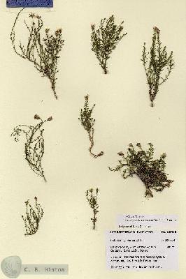 URN_catalog_HBHinton_herbarium_28690.jpg.jpg
